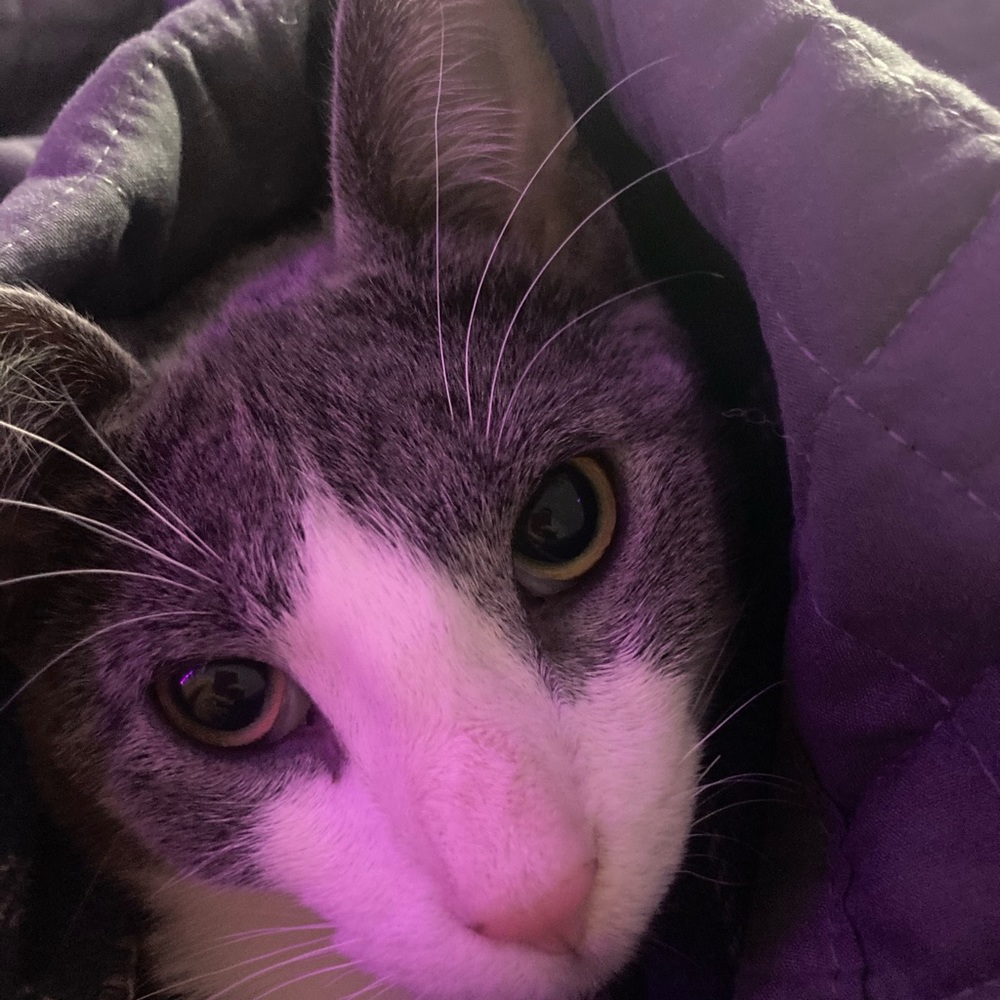 Meet your Posher, Angel